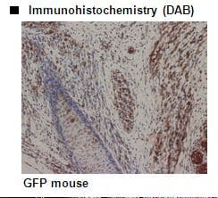 Monoclonal Mouse anti-Mouse GFP Antibody (clone 1E4, IHC, WB)