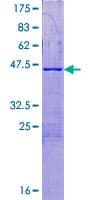 Human C16orf87 Protein (Recombinant GST)