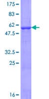 Human ATPAF2 Protein (Recombinant GST)
