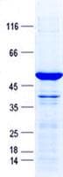 Human TCF21 / Epicardin Protein (Recombinant GST, N-terminus + His, C-terminus)
