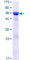 Human DCUN1D3 Protein (Recombinant GST)