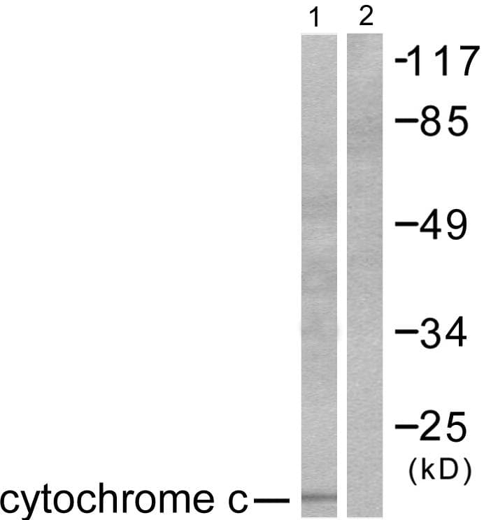 Polyclonal Rabbit anti-Human CYCS / Cytochrome c Antibody (IHC, WB)