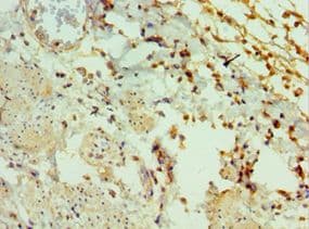 GAL / Galanin Antibody (aa20-123)