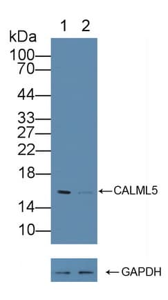 CALML5 Antibody (aa1-146)