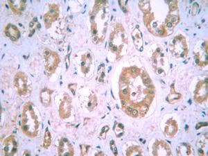 HIF1A / HIF1 Alpha Antibody (aa432-528, clone H1alpha67, DY650)