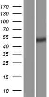 PV1 / PLVAP Protein (Over-Expression Lysate Myc-DDK (Flag))