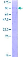 Human CRTR1 / TFCP2L1 Protein (Recombinant GST)
