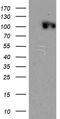 CSE1L Antibody (aa1-300, clone OTI2C5)
