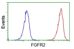FGFR2 / FGF Receptor 2 Antibody (clone OTI2D1)