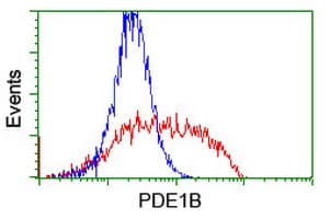 Monoclonal Mouse anti-Human PDE1B Antibody (clone OTI6B9, IF, WB)