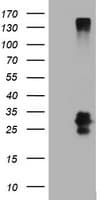 CD99 Antibody (clone OTI1F1)