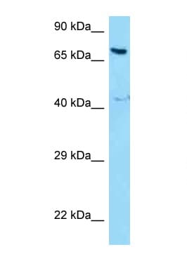 NCOA5 Antibody (aa266-315)
