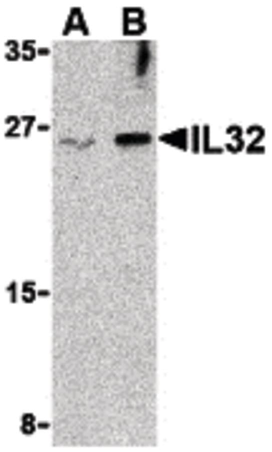 IHC-plus™ IL32 Antibody