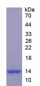 Dog Tryptase Protein (Recombinant His)