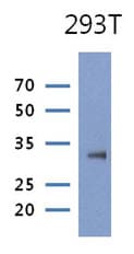 ARTS Antibody (clone AT1E11)