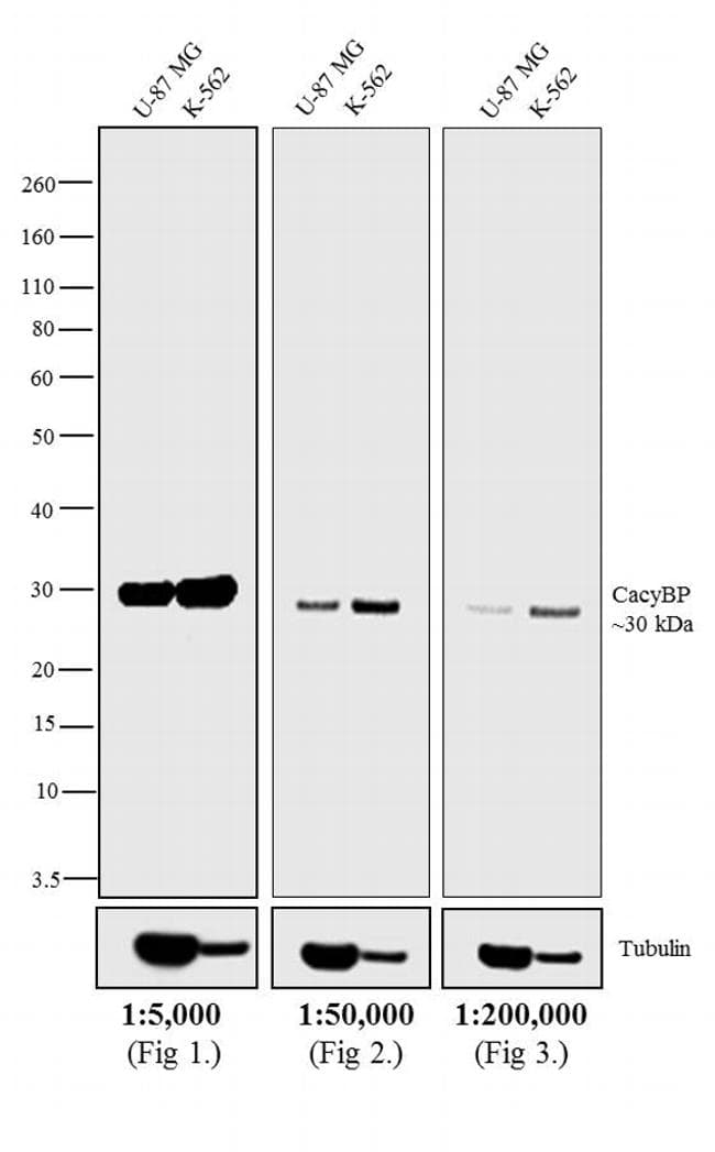 Polyclonal Goat Anti-Rabbit IgG Secondary Antibody (HRP, IHC, IF, WB)