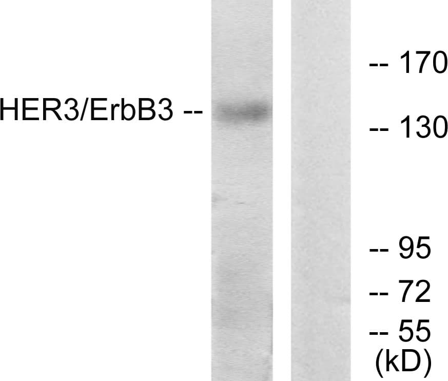 ERBB3 / HER3 Antibody (aa1293-1342)