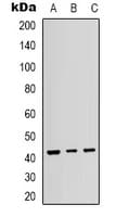 MAPK14 / p38 Antibody (phospho-Thr180/Tyr182)