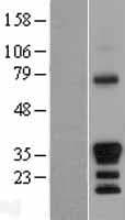 GAX / MEOX2 Protein (Over-Expression Lysate Myc-DDK (Flag))
