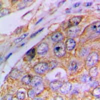 CASP4 / Caspase 4 Antibody (Internal)