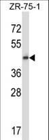 Polyclonal Rabbit anti-Human GPR137 Antibody (aa107-135, WB)