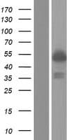 PML Protein (Over-Expression Lysate Myc-DDK (Flag))
