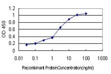 POU6F1 / BRN5 Antibody (clone 6H1)