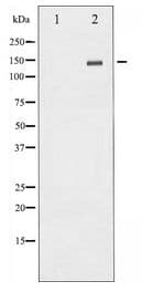 c-Met Antibody