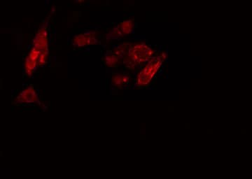 KSR2 Antibody