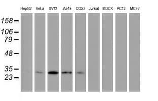 PSMB7 Antibody (aa58-277, clone OTI1B2)