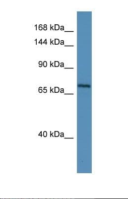 MYRIP Antibody (C-Terminus)