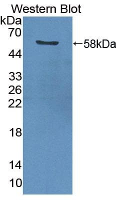 PCNA Antibody (aa6-261, APC)