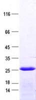 Human GS28 / GOSR1 / p28 Protein (Recombinant His, N-Terminal)
