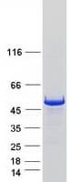 Human MIEF1 / SMCR7L Protein (Recombinant Myc-DDK (Flag))