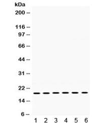 PTP4A2 / PRL-2 Antibody