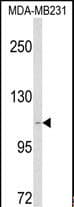 CARD6 Antibody