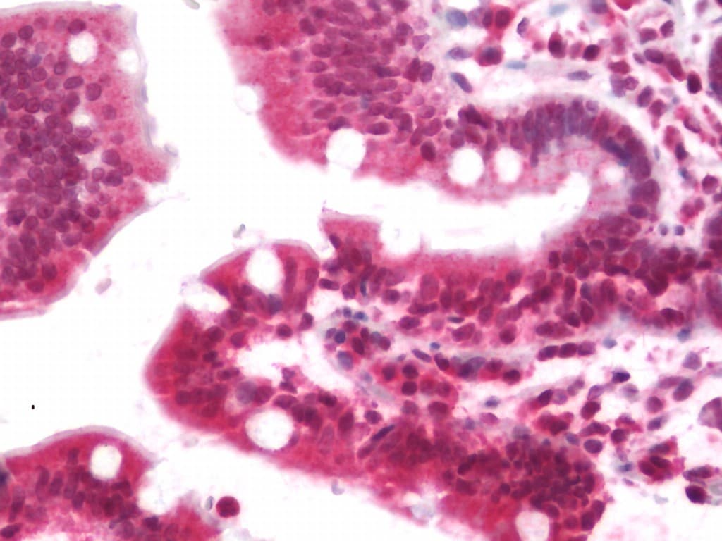IHC-plus™ Polyclonal Rabbit anti-Human NDST2 Antibody (IHC, IF, WB)