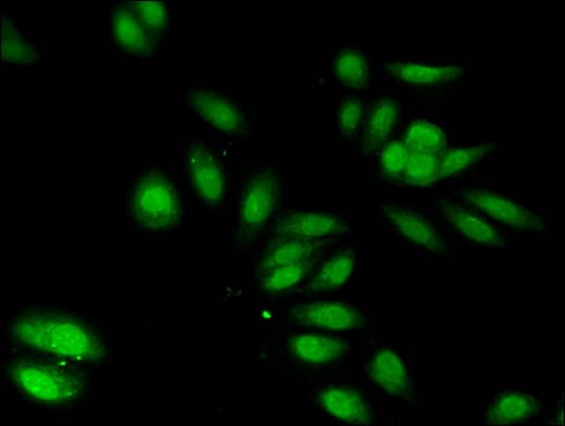 Polyclonal Rabbit anti-Human PON2 Antibody (IF)