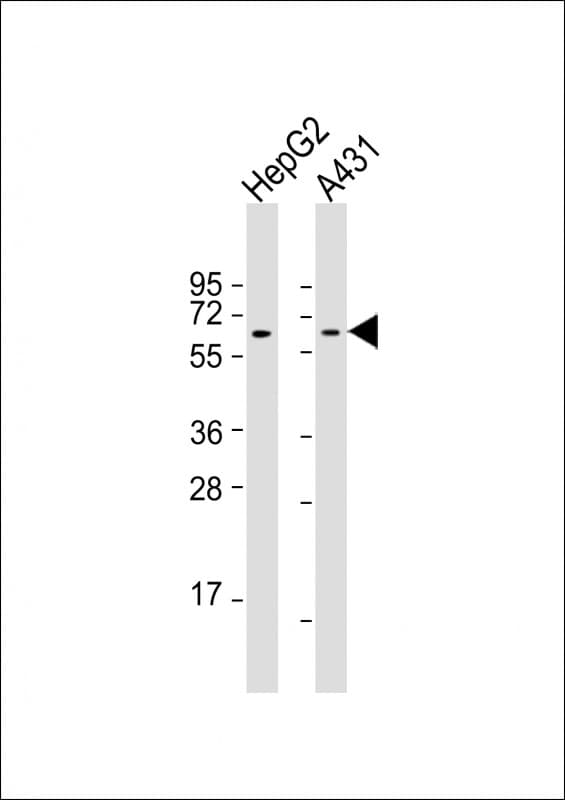TERF2IP / RAP1 Antibody (clone 1664CT564.52.88)