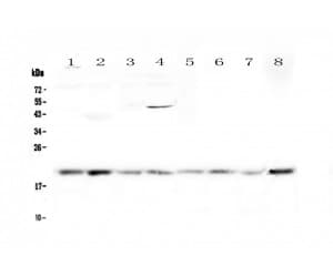 CR6 / GADD45G Antibody