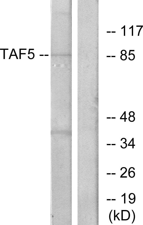TAF5 Antibody