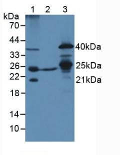 MtTFA / TFAM Antibody (aa43-243)