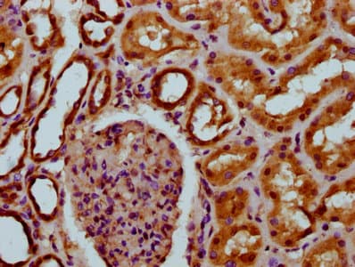 TM7SF4 / DC-STAMP Antibody