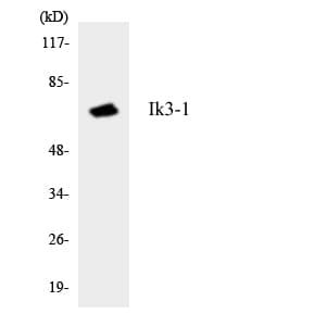 IK3-1 / CABLES1 Antibody (aa539-588)