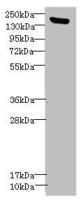 Polyclonal Rabbit anti-Human CNTNAP1 / CASPR / p190 Antibody (IHC, WB)