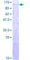 Human CPSF2 Protein (Recombinant GST)