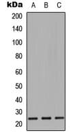 CD9 Antibody (Internal)