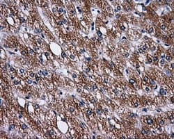 PAS Kinase / PASK Antibody (clone OTI8G9, Carrier-free)