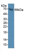 RNF112 / ZNF179 Antibody (aa256-504)