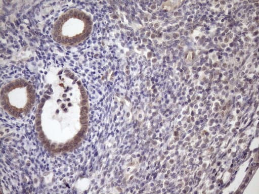 SCMH1 Antibody (aa1-309, clone OTI5E6, Carrier-free)